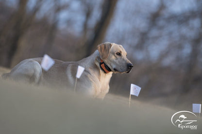 SportDOG Brand Contain + Train Add-A-Dog Collar - Additional, Replacement, or Extra In-Ground Fence + Remote Training Collar - Waterproof and Rechargeable with Tone, Vibrate, and Shock - SDF-CTR